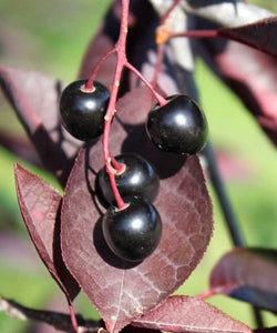 'Prunus' Bailey's Select Shubert Tree