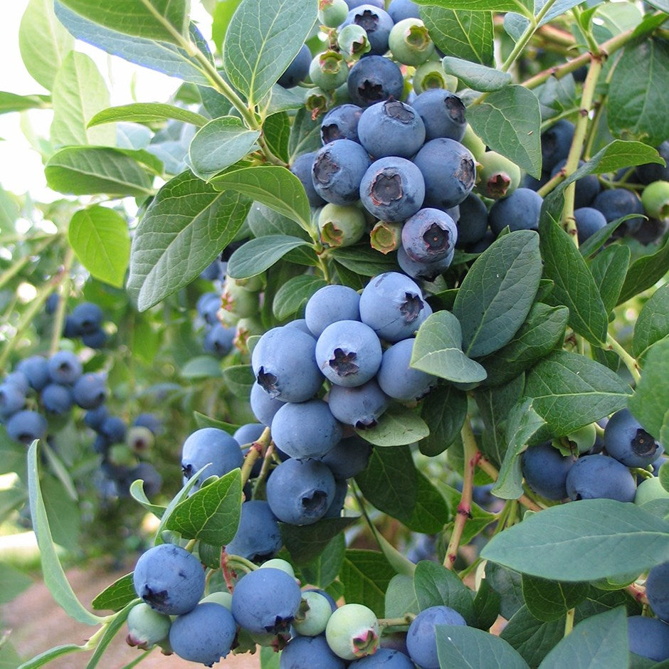 'Vaccinium' Bluecrop Blueberry