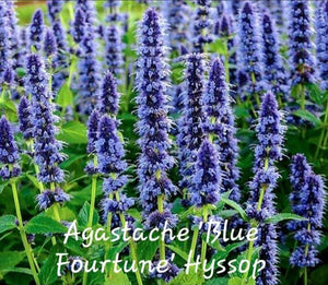 'Agastache' Blue Fortune Hyssop