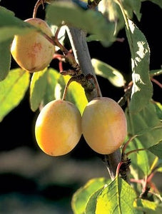 'Prunus' Brookgold Plum Tree