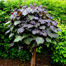 Load image into Gallery viewer, &#39;Catalpa&#39; Purple Hybrid Catalpa Tree
