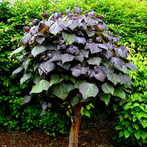 'Catalpa' Purple Hybrid Catalpa Tree