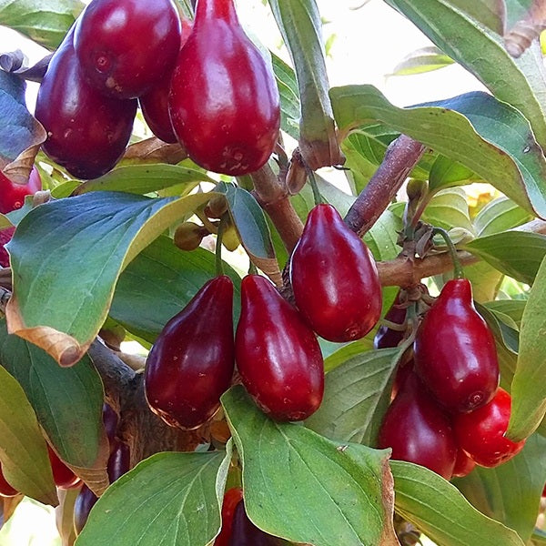 'Cornus' Pioneer Dwarf Cornelian Cherry Tree