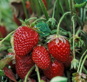 'Fragaria' Fort Laramie Everbearing Strawberry, Well Established Clump