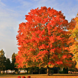 'Acer'  Red Sunset® Maple Tree