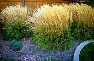 'Calamagrostis' Karl Foerster's Feather Reed Grass