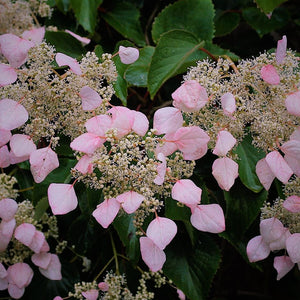 'Schizophragma' Pink Japanese Hydrangea Vine