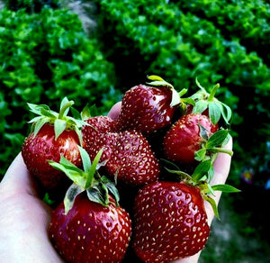 'Fragaria' Cherryberry Strawberry, Well Established Clump
