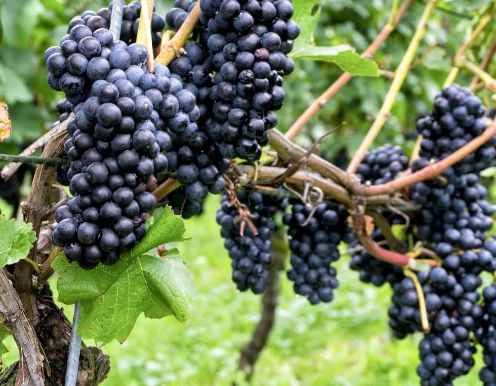 'Vitis' Pinot Noir Wine Grape
