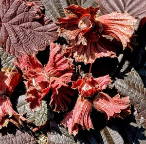 'Corylus' Red Majestic Contorted Filbert Hazelnut (Harry Lauders Walking Stick)