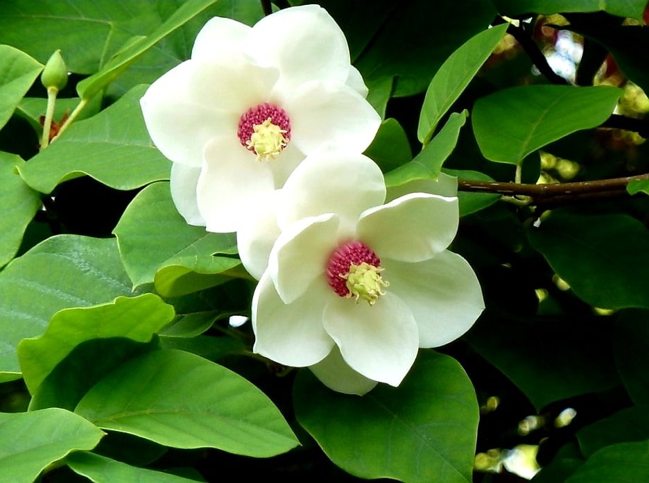 'Magnolia' Sieboldii Colossus