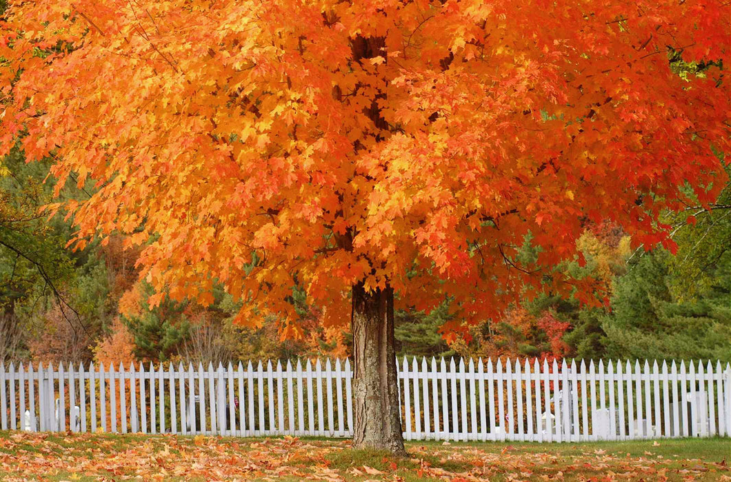 'Acer' Fall Fiesta Sugar Maple Tree