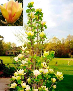 'Magnolia' Sunsation Magnolia