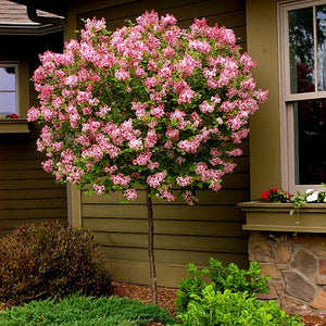 Image of Syringa Tinkerbelle tree in bloom