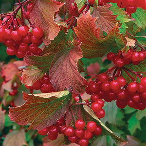 'Viburnum' Bailey Compact American Cranberry