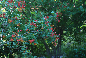 'Viburnum' Lowbush Cranberry